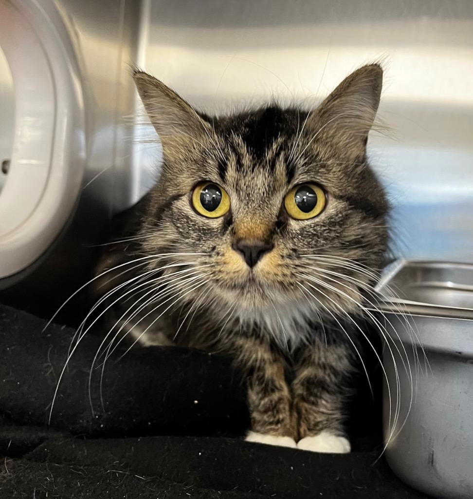 Shasta, a Adoptable mixed breed in Logan, UT image 2/2