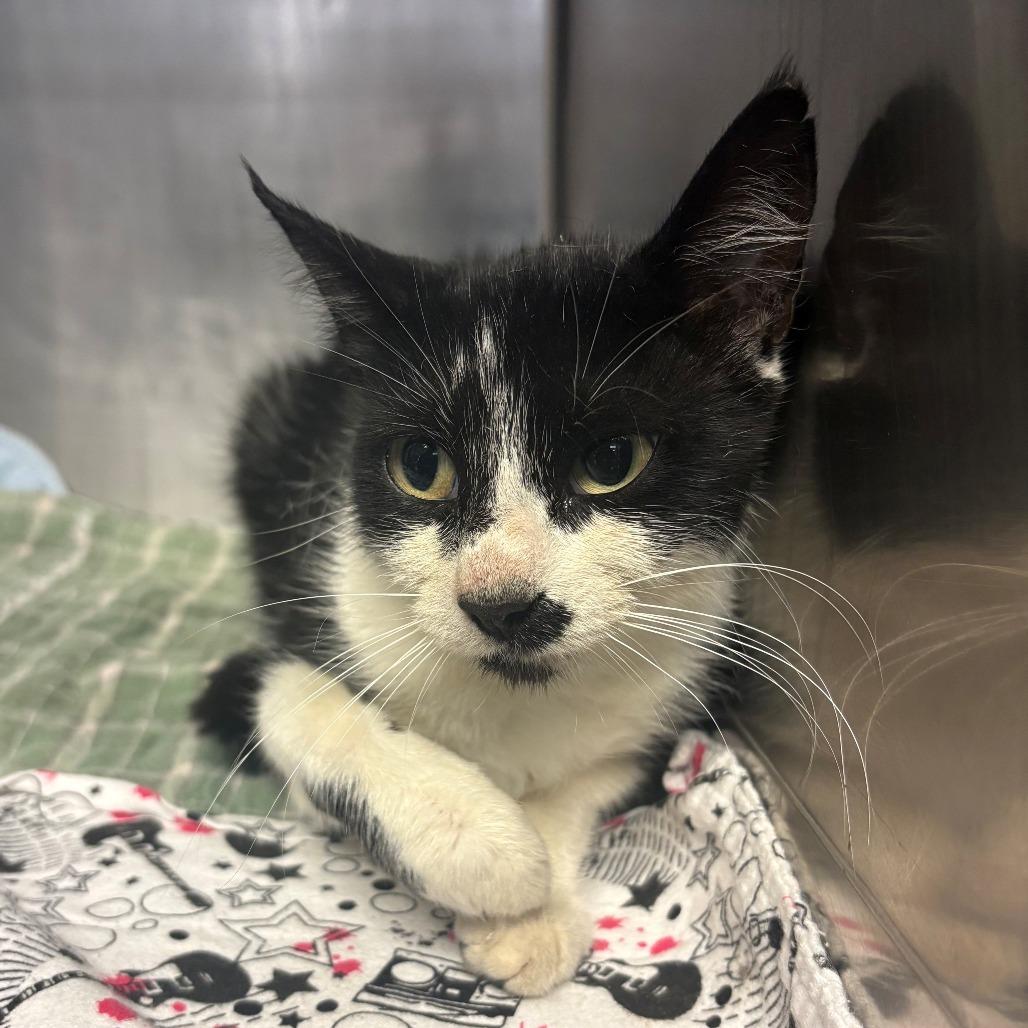 Enlarge Chamomile, a Adoptable Domestic Short Hair in Chehalis, WA image 1/1