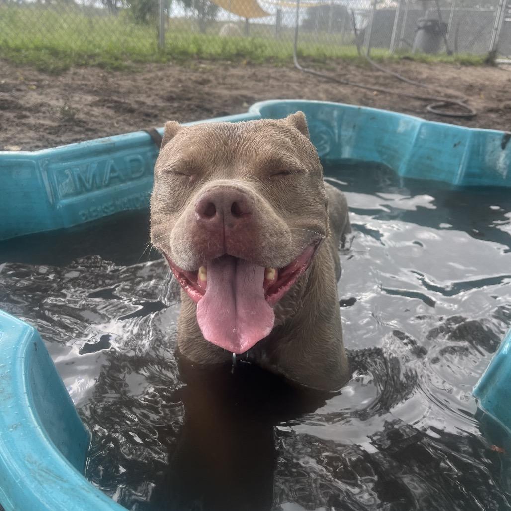 Walker, Adoptable, Adult Male Mixed Breed.