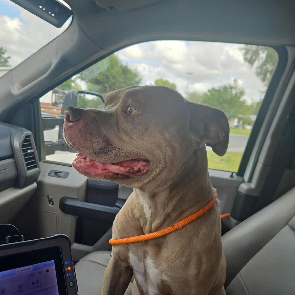 Enlarge Walker, a Adoptable Mixed Breed in Lake Panasoffkee, FL image 2/6