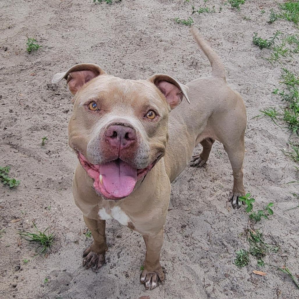 Enlarge Walker, a Adoptable Mixed Breed in Lake Panasoffkee, FL image 3/6