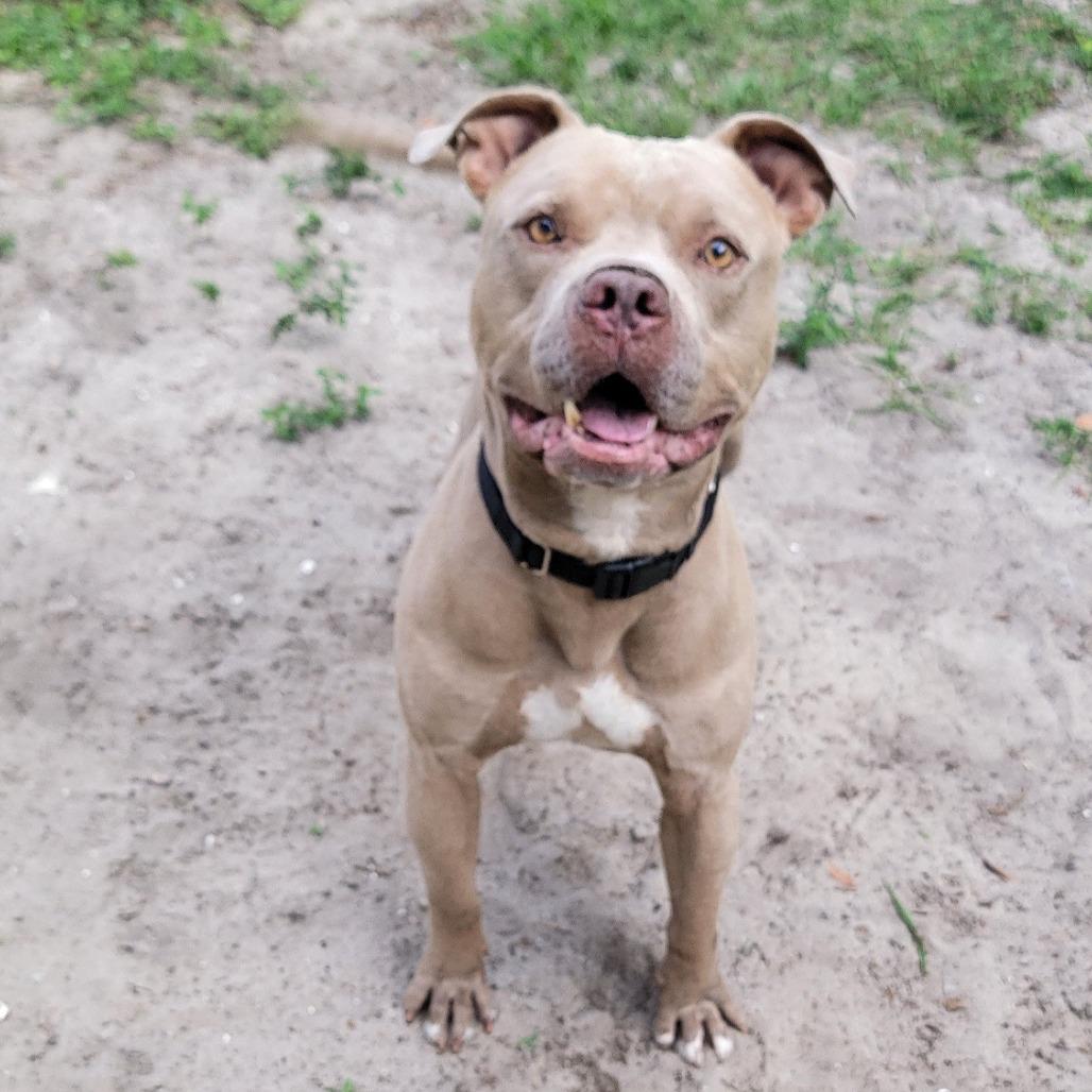 Enlarge Walker, a Adoptable Mixed Breed in Lake Panasoffkee, FL image 4/6