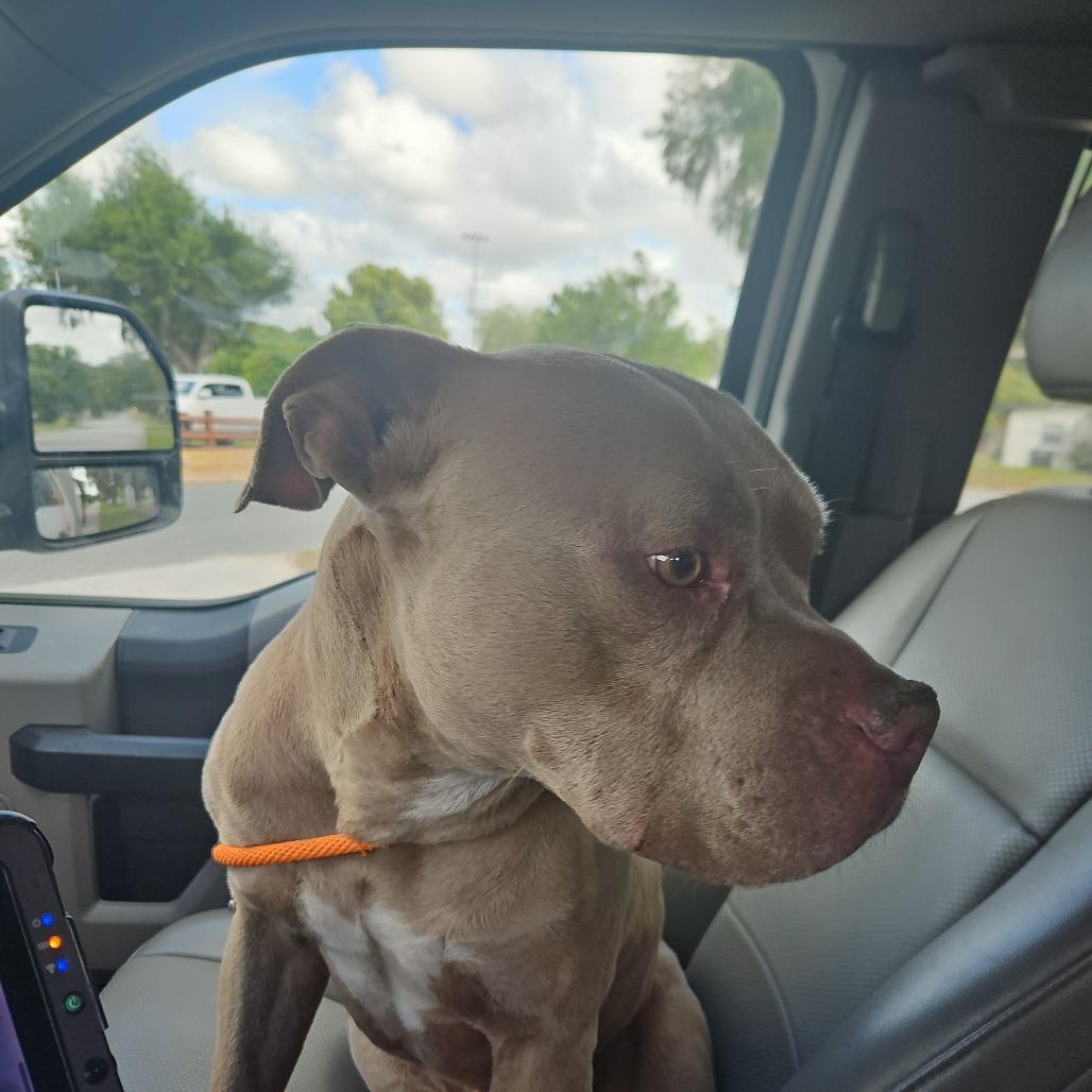 Enlarge Walker, a Adoptable Mixed Breed in Lake Panasoffkee, FL image 6/6