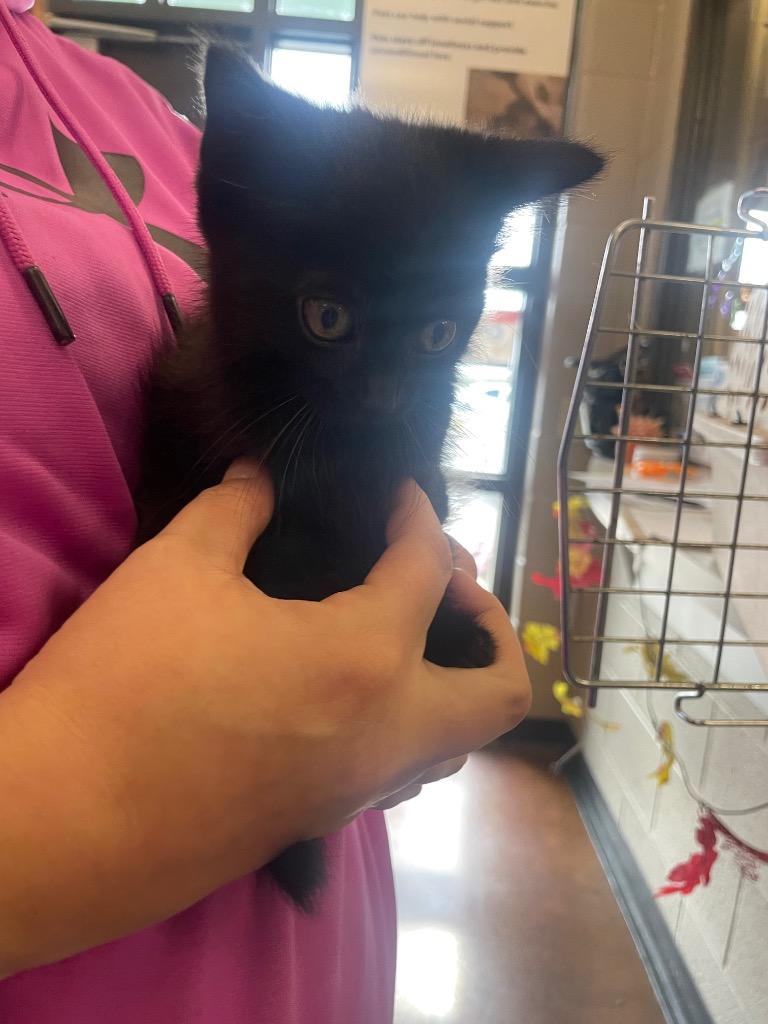 Noods, Adoptable, Kitten Female Domestic Short Hair.