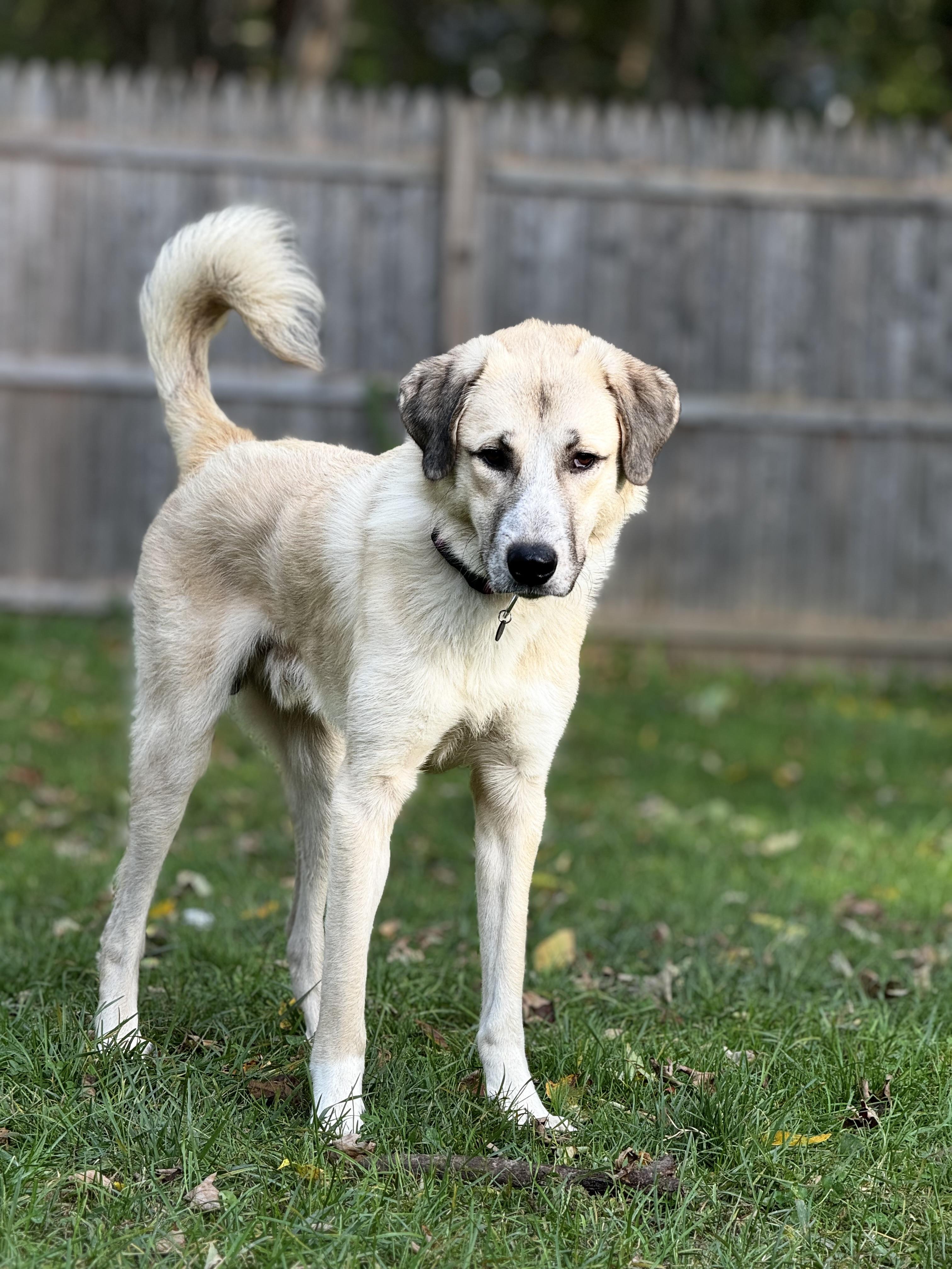 Enlarge Bear Bear, a Adoptable Anatolian Shepherd in Newton, NJ image 3/6
