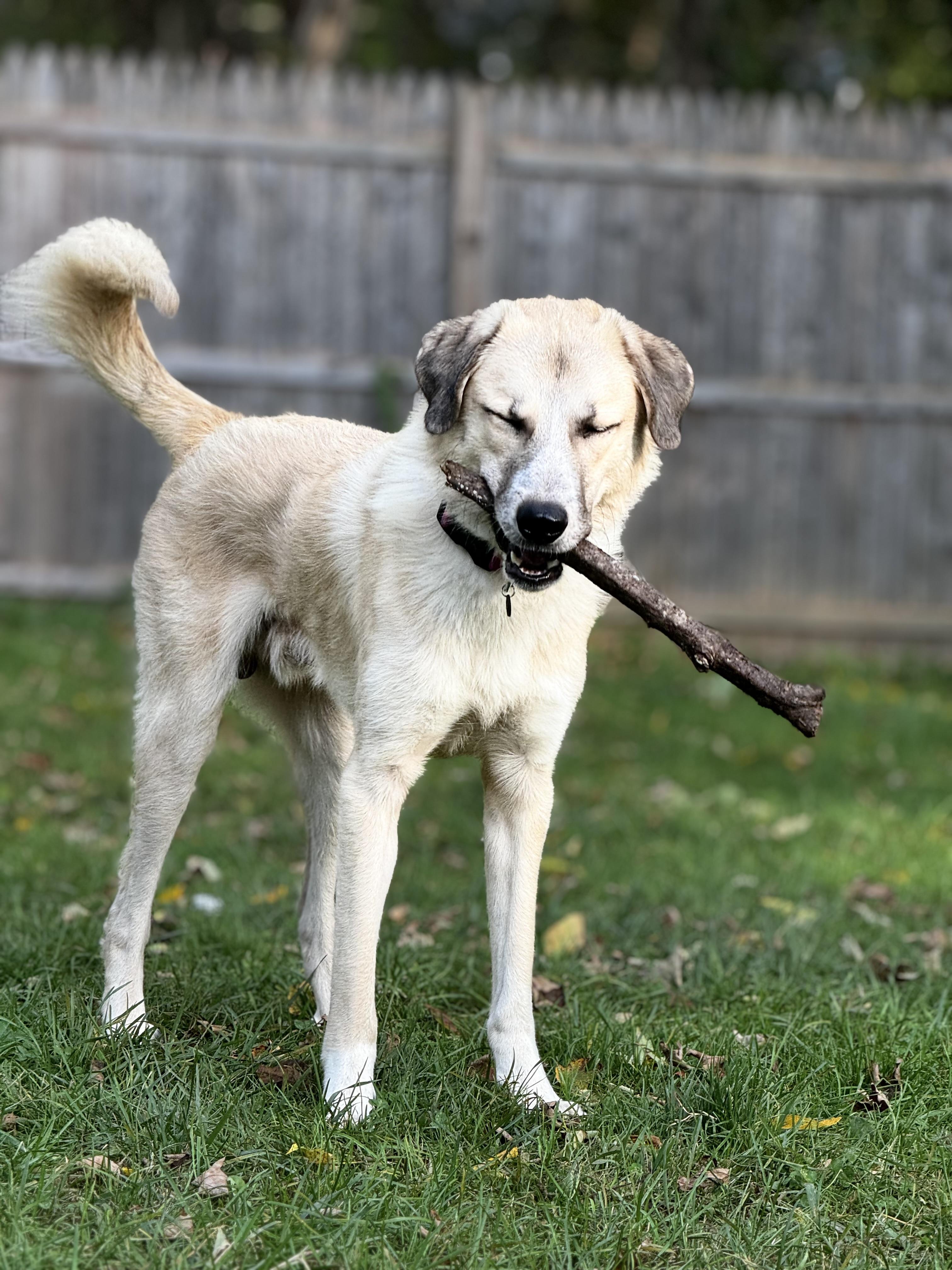 Enlarge Bear Bear, a Adoptable Anatolian Shepherd in Newton, NJ image 1/6