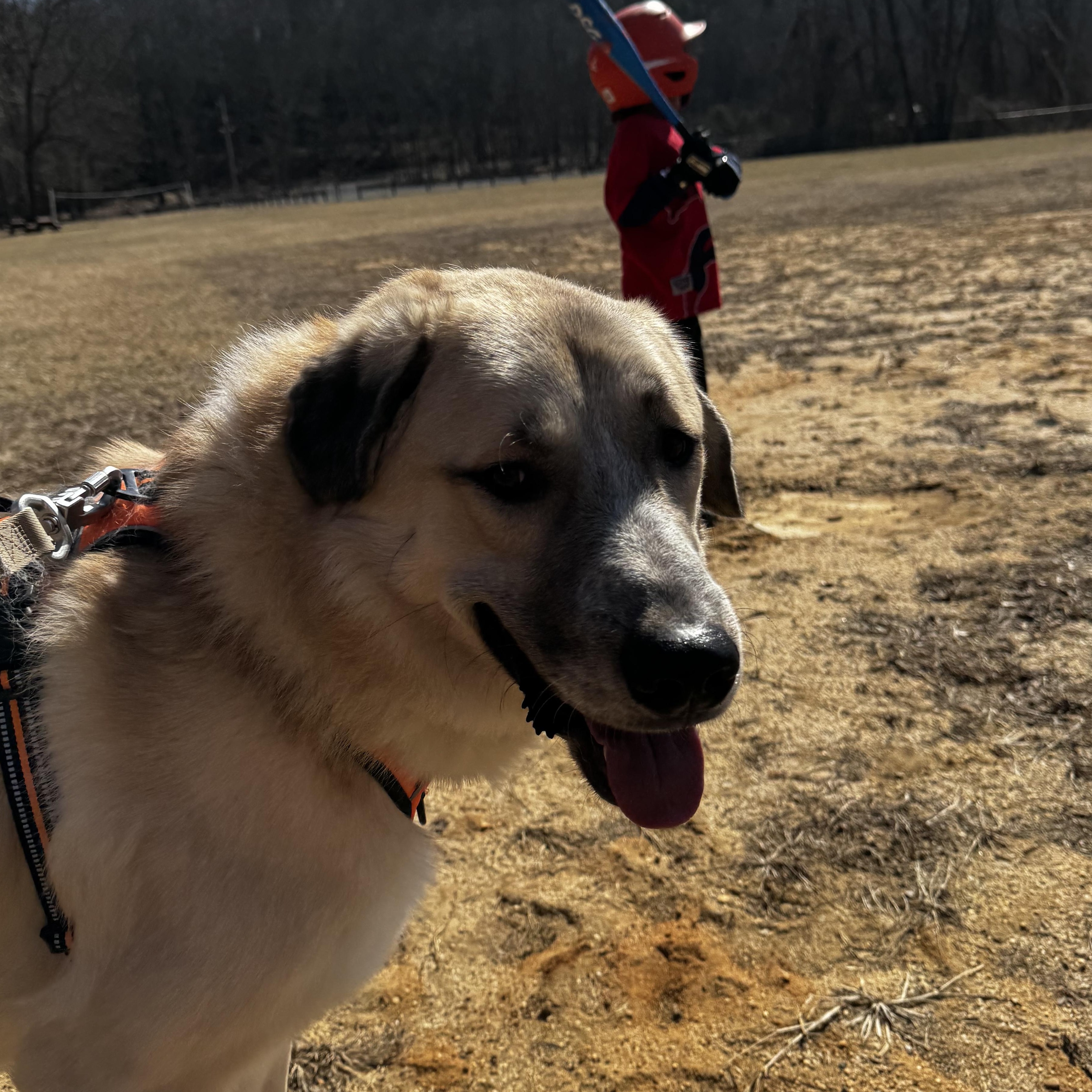 Enlarge Bear Bear, a Adoptable Anatolian Shepherd in Newton, NJ image 6/6