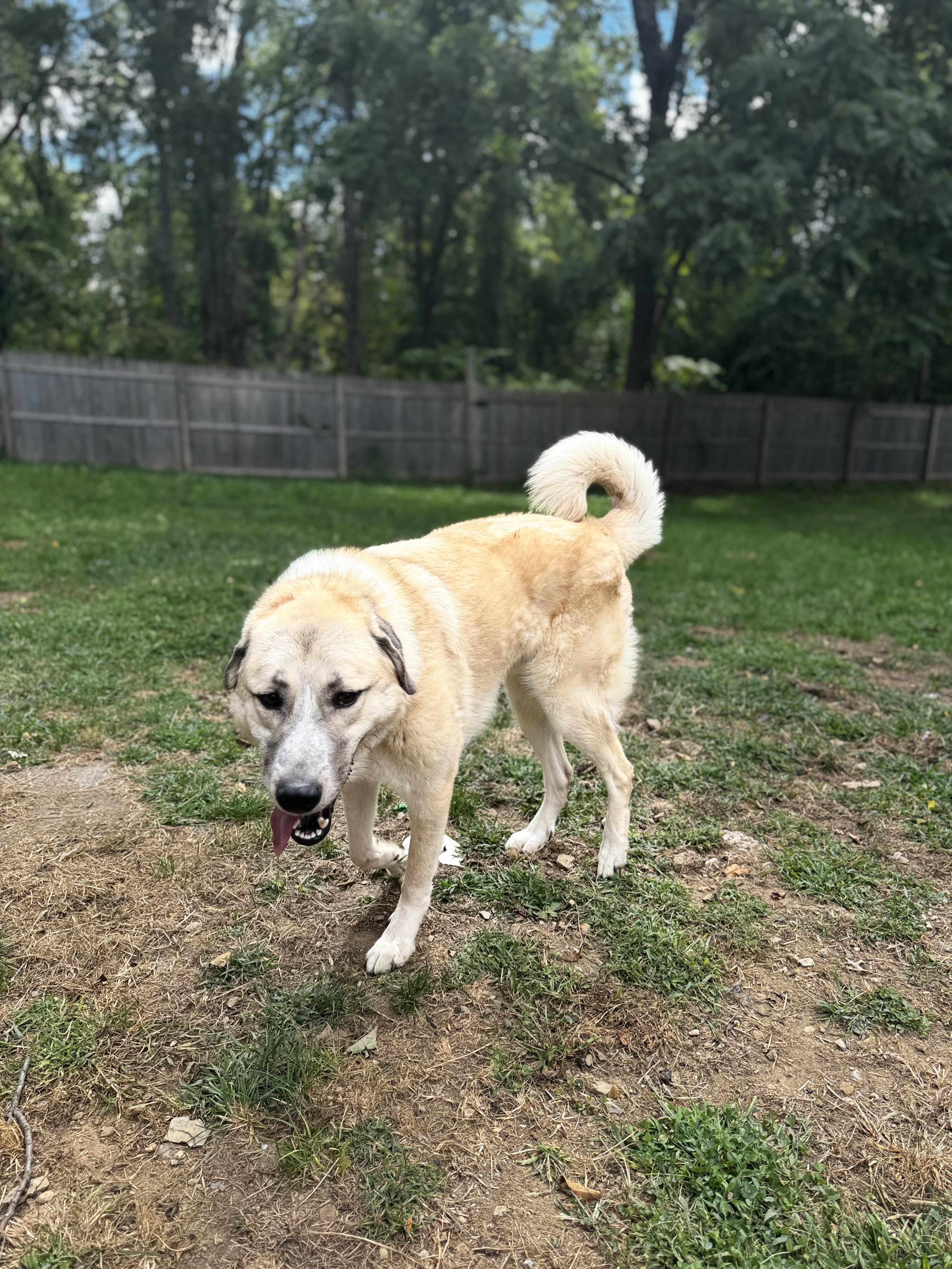 Enlarge Bear Bear, a Adoptable Anatolian Shepherd in Newton, NJ image 2/6