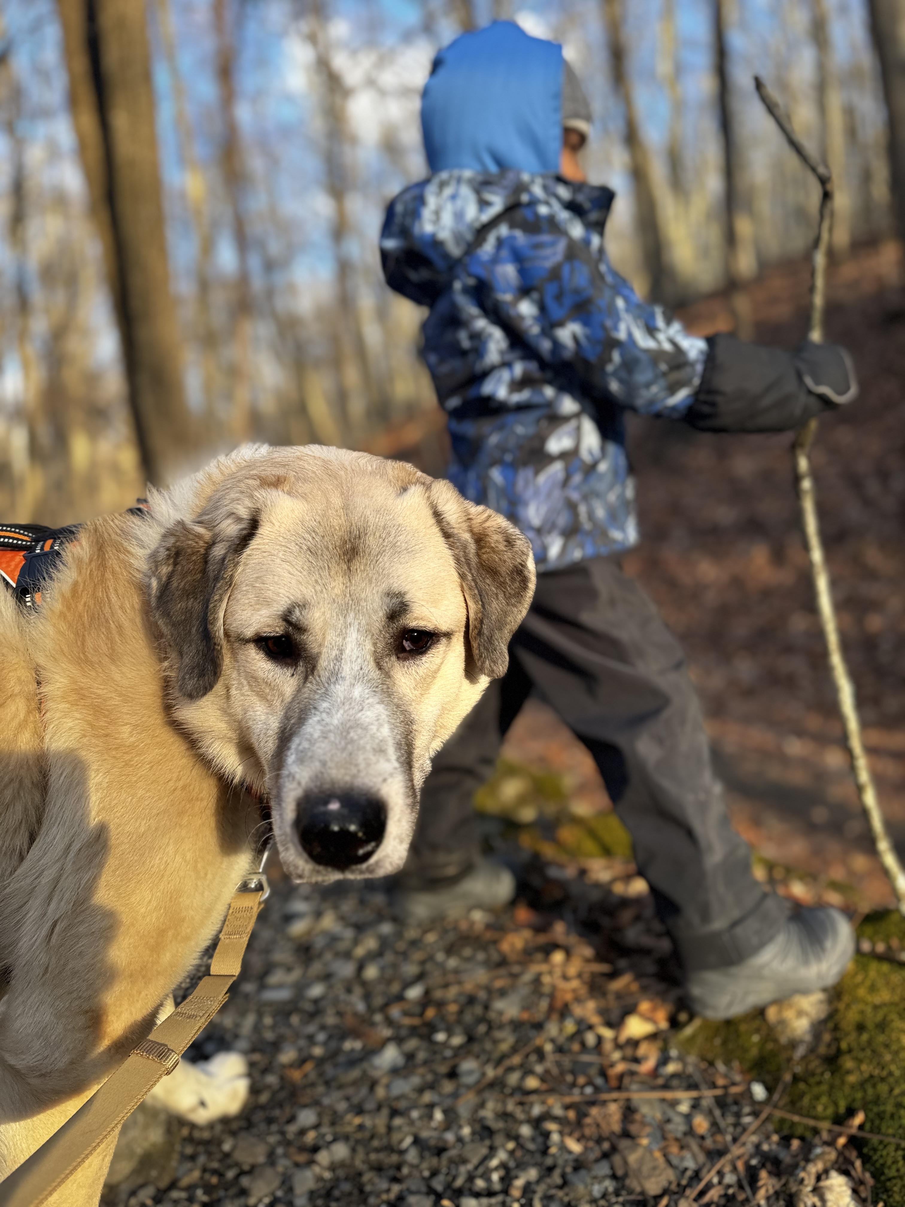 Enlarge Bear Bear, a Adoptable Anatolian Shepherd in Newton, NJ image 5/6