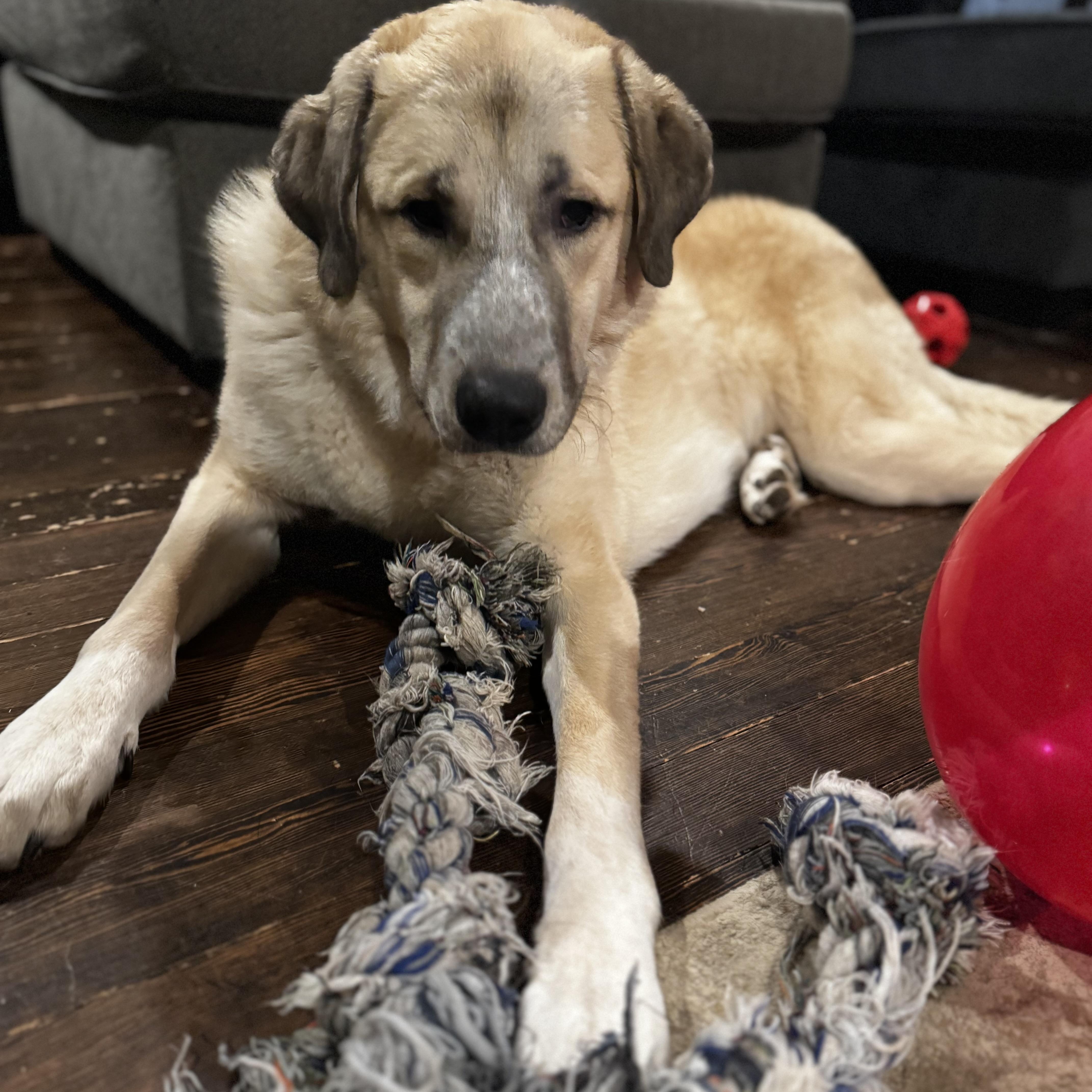 Enlarge Bear Bear, a Adoptable Anatolian Shepherd in Newton, NJ image 4/6