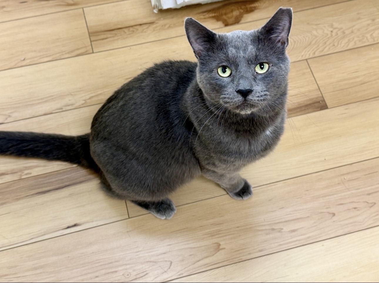 Enlarge Haze, a Adoptable Domestic Short Hair in Old Saybrook, CT image 1/1