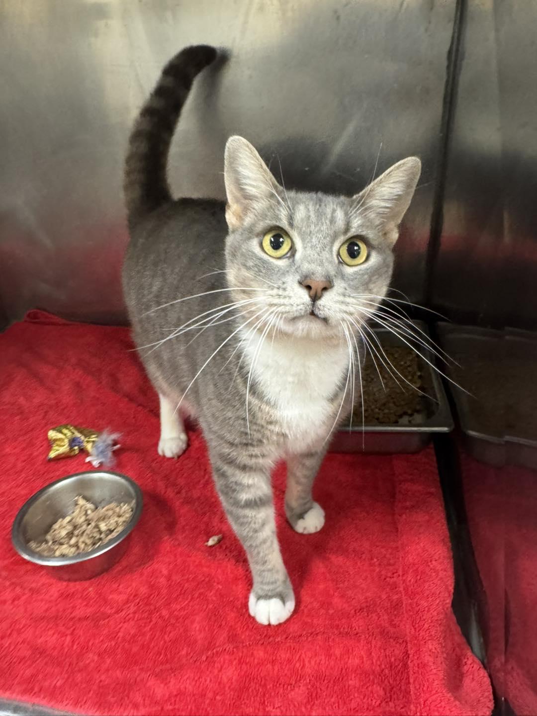 Enlarge Riccardo, a ADOPTABLE mixed breed in Passaic, NJ image 2/2