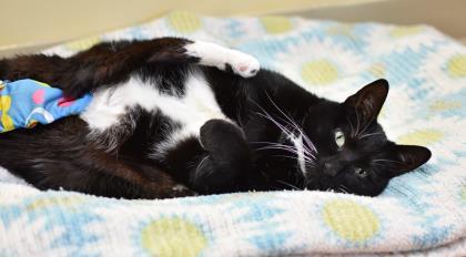 Enlarge Olive, a Adoptable Domestic Short Hair in Ringoes, NJ image 1/3