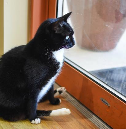 Enlarge Olive, a Adoptable Domestic Short Hair in Ringoes, NJ image 2/3