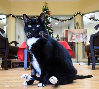 Enlarge Olive, a Adoptable Domestic Short Hair in Ringoes, NJ image 3/3