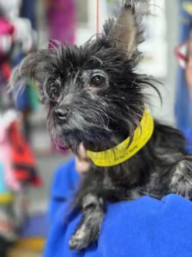 Bella Dd thumbnail 2