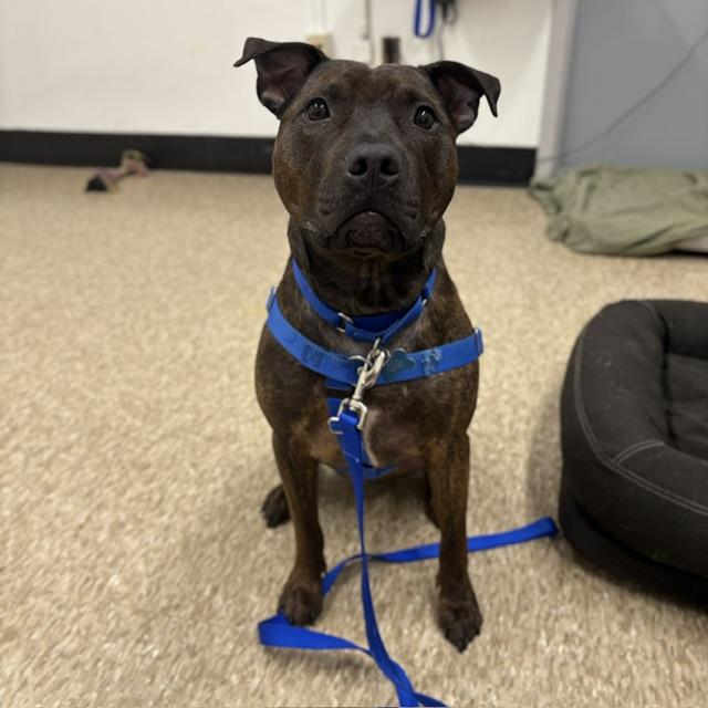 DAKOTA, Adoptable, Young Female Pit Bull Terrier.