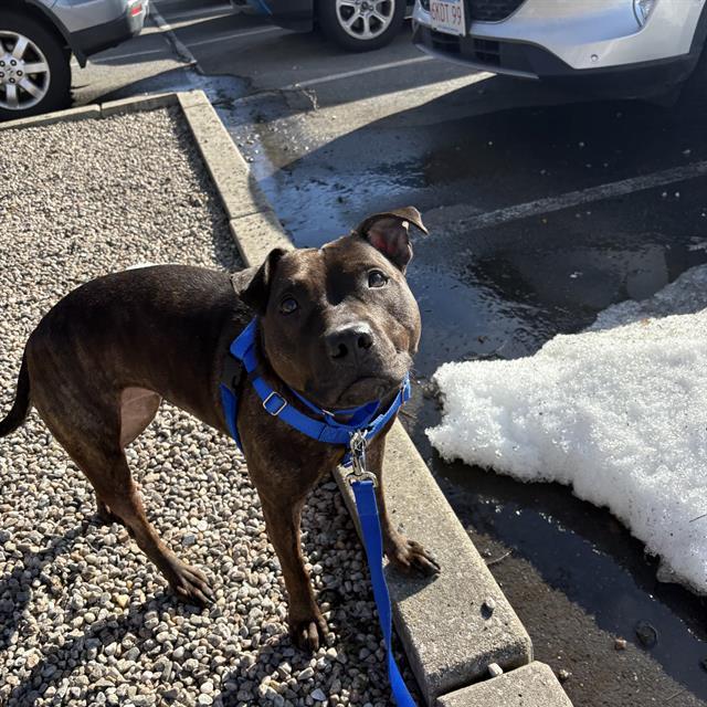 DAKOTA, Adoptable, Young Female Pit Bull Terrier.