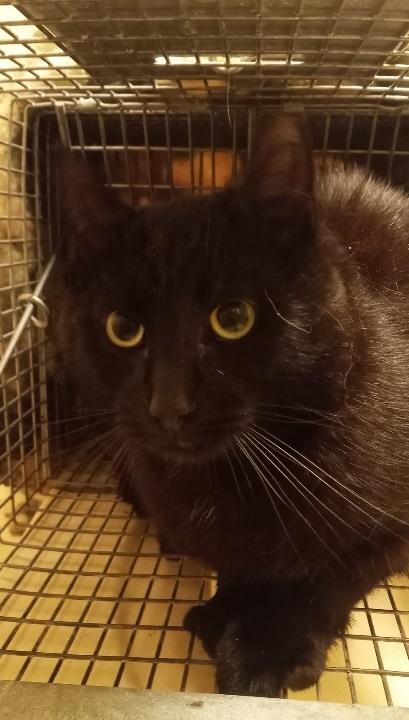 Jaga (& Panthro) URGENT - FOSTER NEEDED!