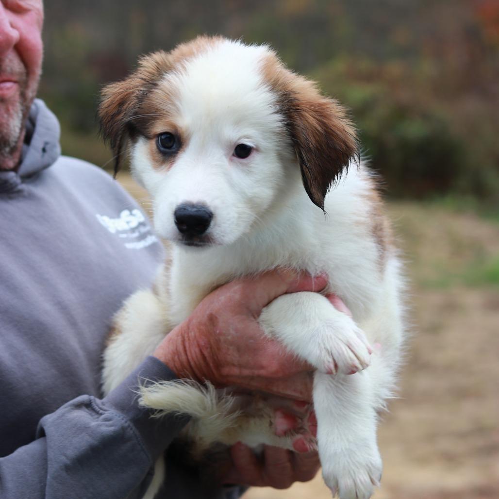 Enlarge CT Moon avail Oct 24 (Scarecrow Festival- Somers, CT), a Adoptable Australian Shepherd in Stormville, NY image 2/5