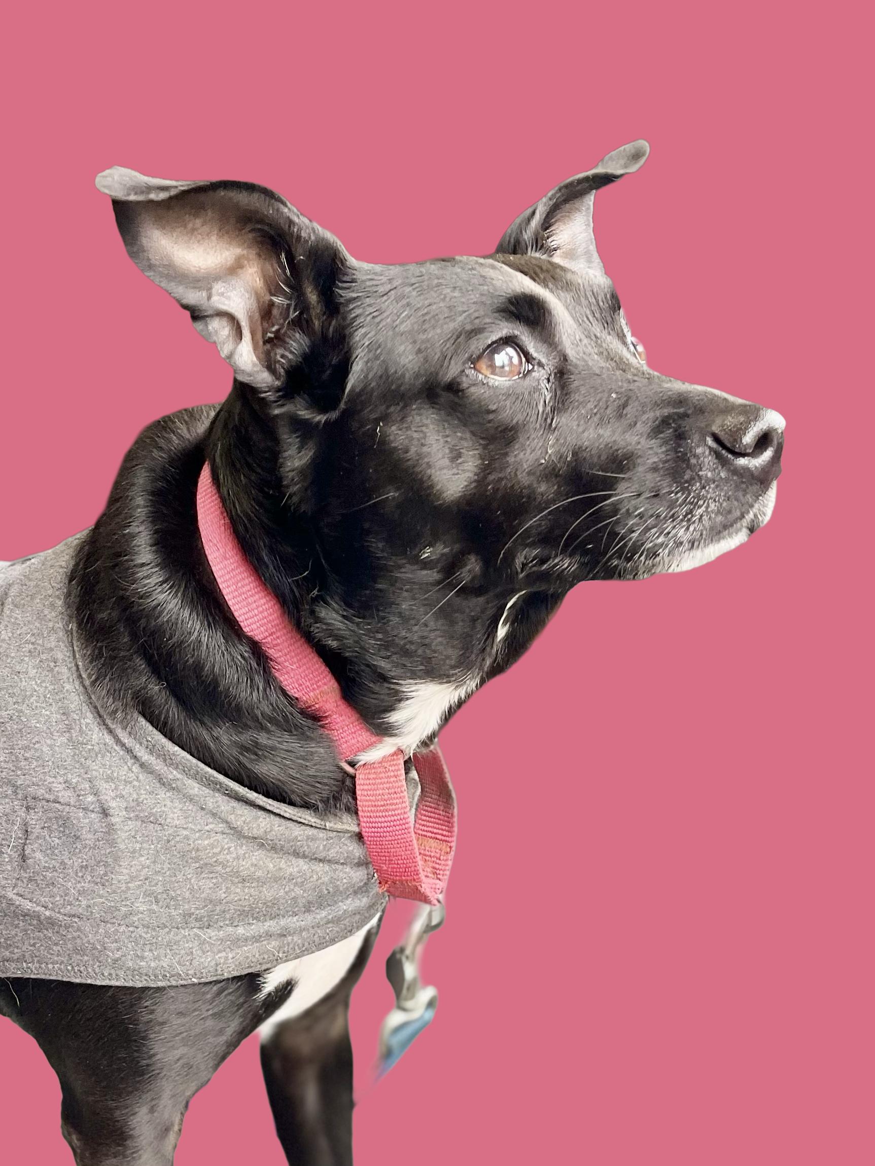 Enlarge Aliyah- Adoption Fee Sponsored, a Adoptable mixed breed in Kansas City, MO image 1/5