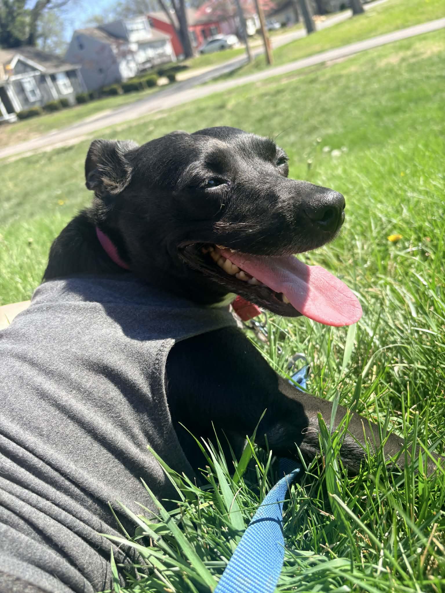 Enlarge Aliyah- Adoption Fee Sponsored, a Adoptable mixed breed in Kansas City, MO image 2/5