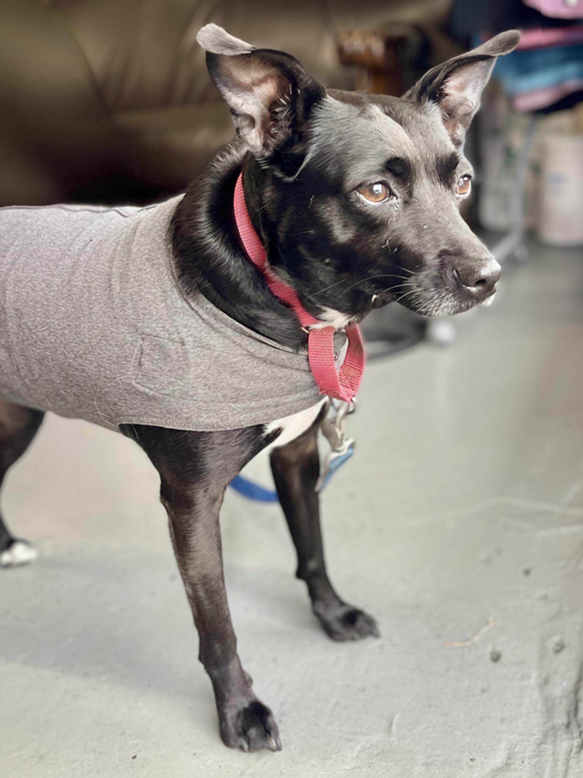 Enlarge Aliyah- Adoption Fee Sponsored, a Adoptable mixed breed in Kansas City, MO image 4/5