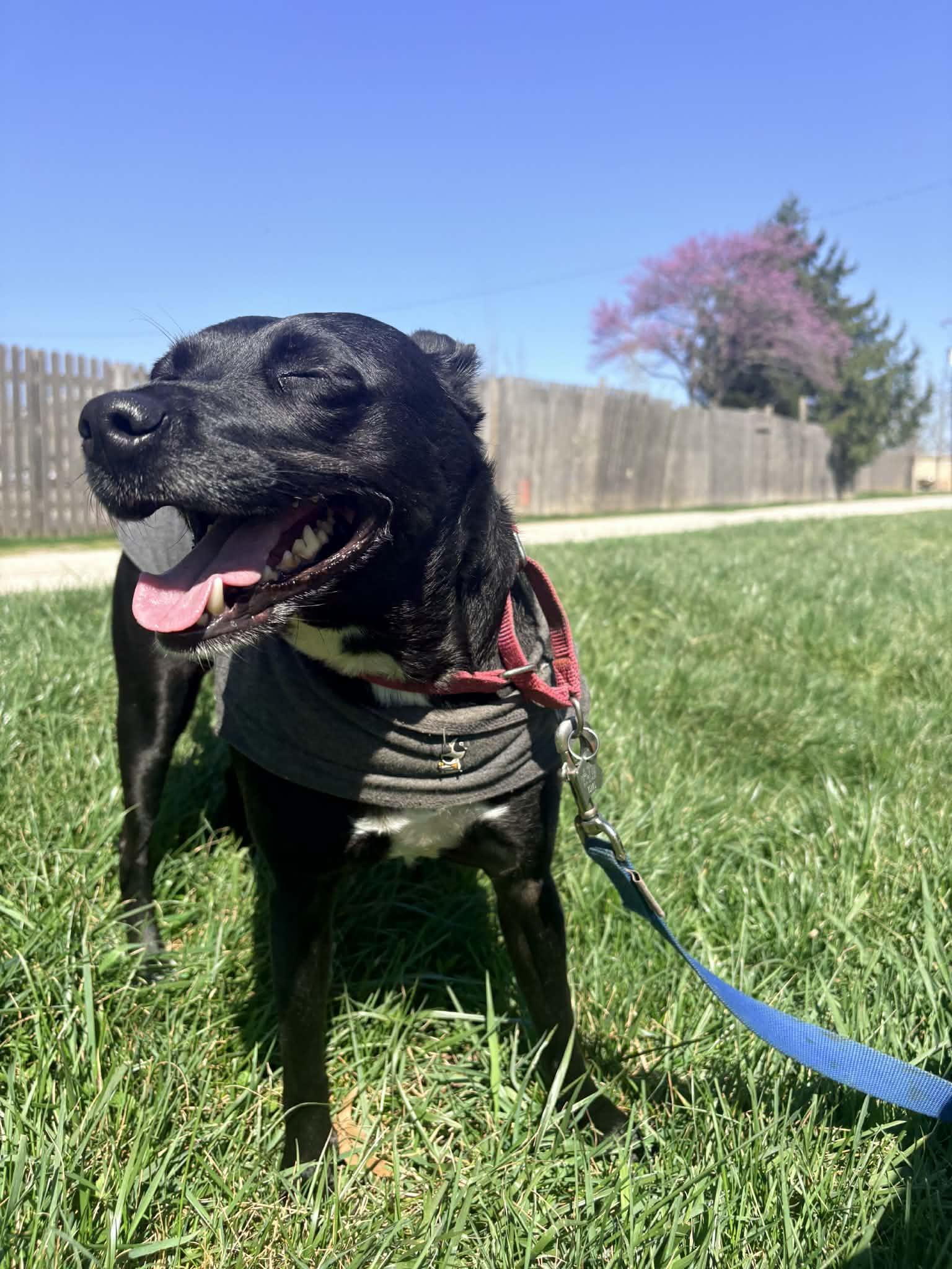 Enlarge Aliyah- Adoption Fee Sponsored, a Adoptable mixed breed in Kansas City, MO image 5/5