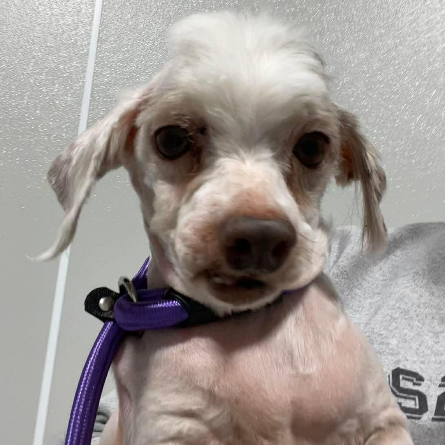 Enlarge Bo Peep , an adopted Havanese in Minooka, IL image 2/5