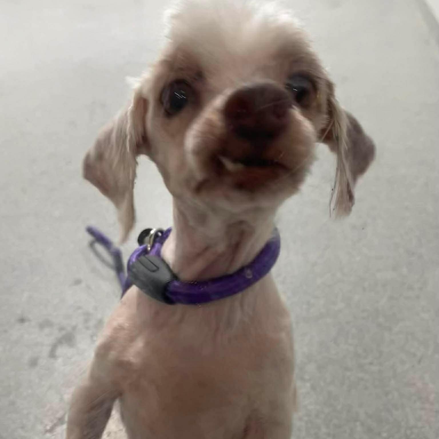 Bo Peep , adopted, Senior Female Havanese.