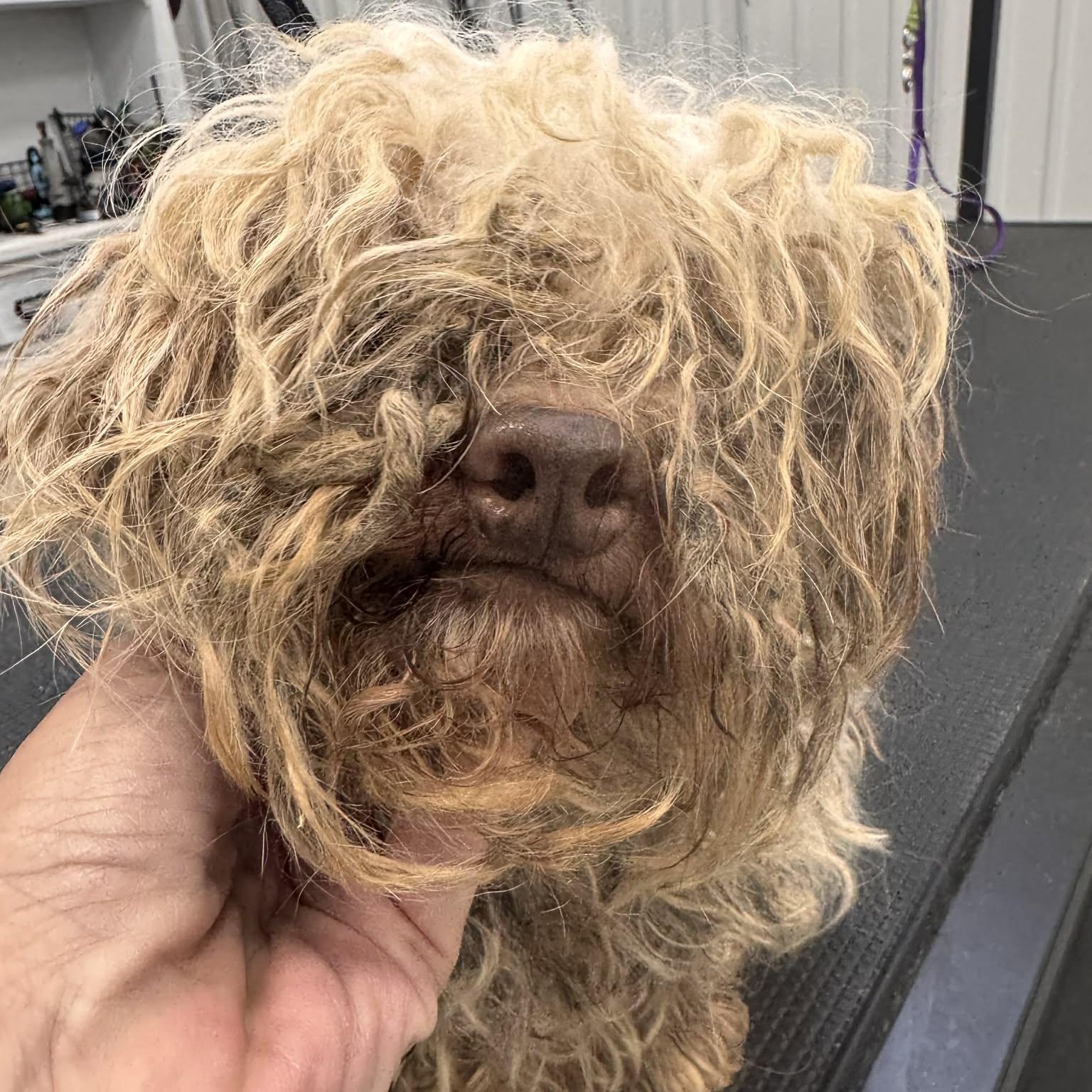 Enlarge Bo Peep , an adopted Havanese in Minooka, IL image 5/5