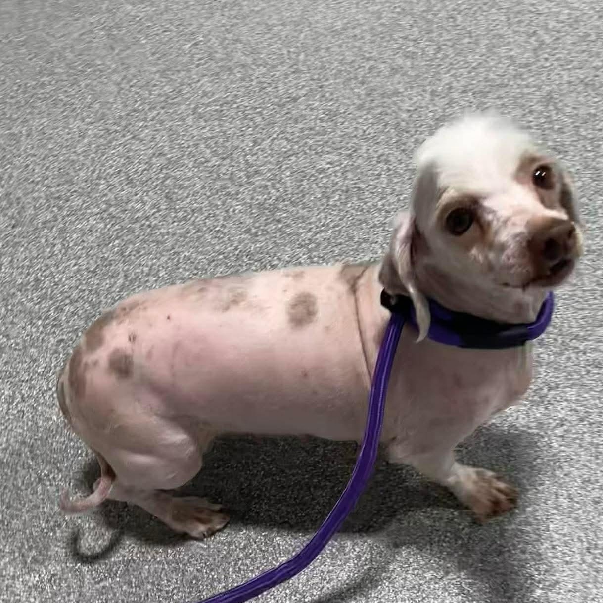 Enlarge Bo Peep , an adopted Havanese in Minooka, IL image 4/5