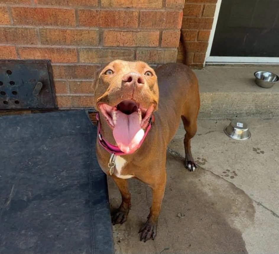 Enlarge Anastasia, a Adoptable Pit Bull Terrier in TULSA, OK image 1/6
