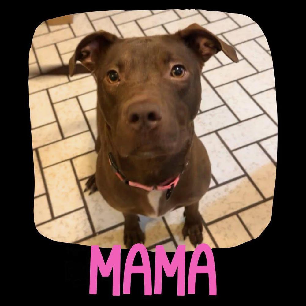 Enlarge Anastasia, a Adoptable Pit Bull Terrier in TULSA, OK image 2/6
