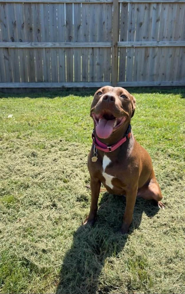 Enlarge Anastasia, a Adoptable Pit Bull Terrier in TULSA, OK image 3/6