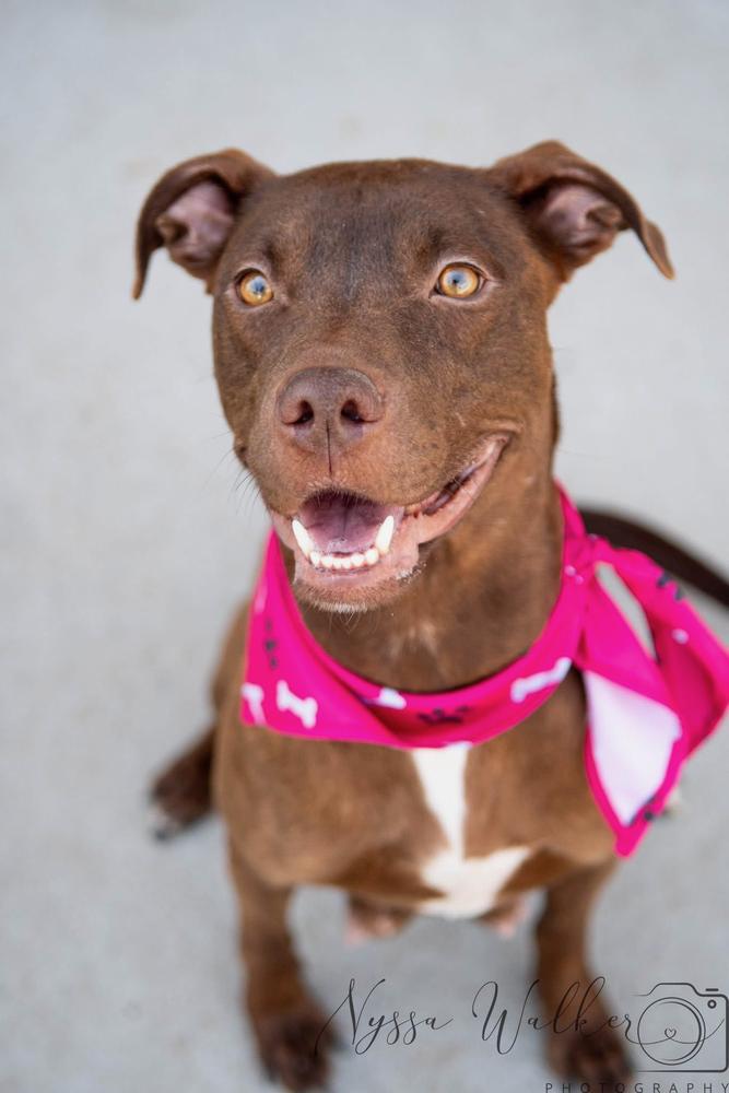 Enlarge Anastasia, a Adoptable Pit Bull Terrier in TULSA, OK image 4/6