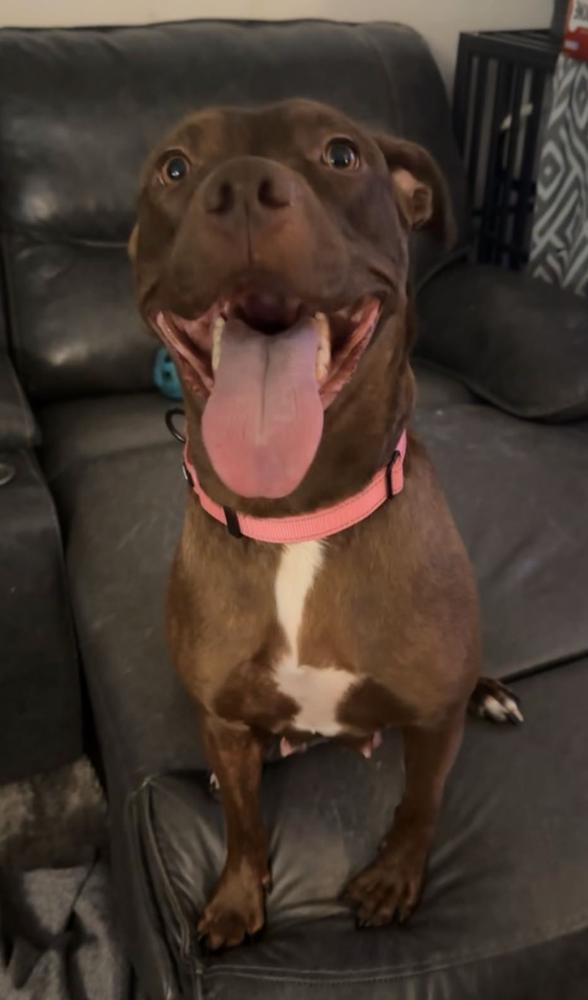 Enlarge Anastasia, a Adoptable Pit Bull Terrier in TULSA, OK image 5/6