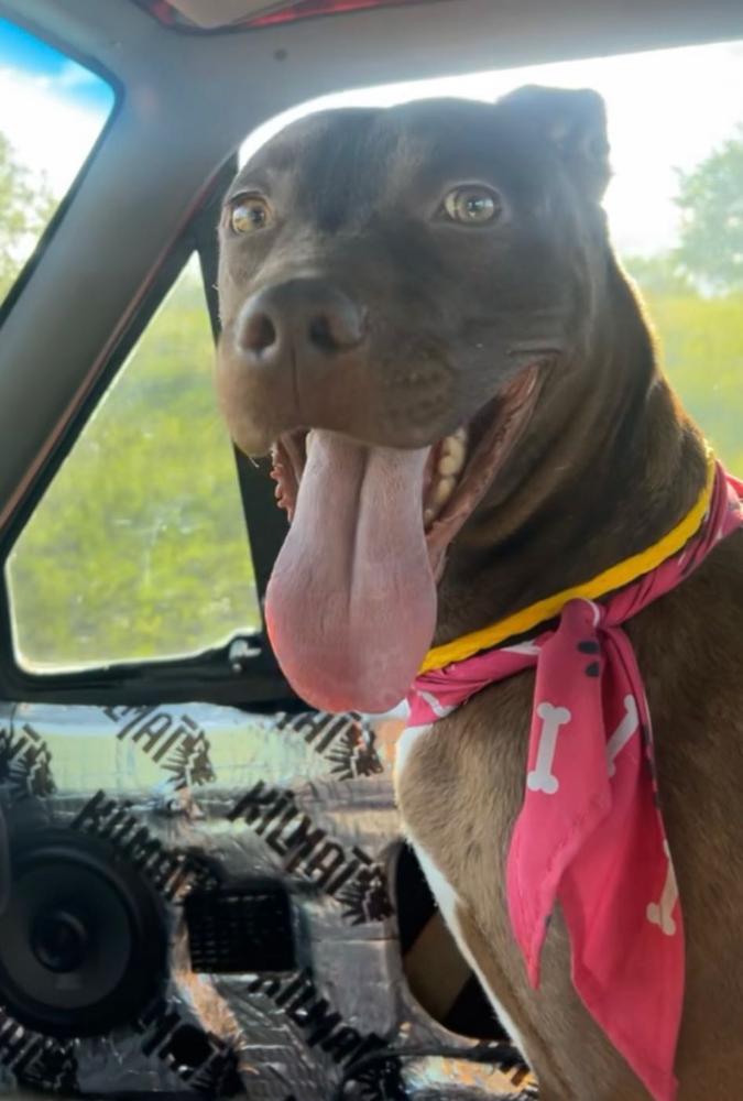 Enlarge Anastasia, a Adoptable Pit Bull Terrier in TULSA, OK image 6/6