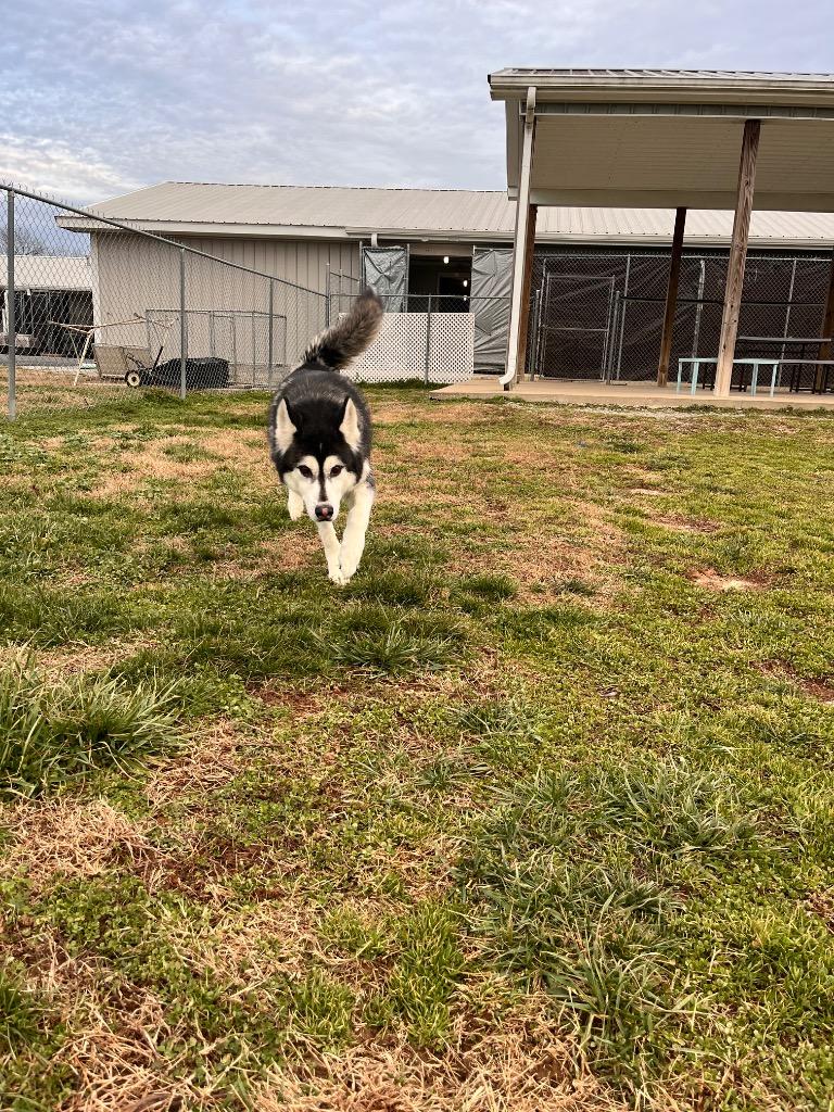 Moose, Adoptable, Senior Male Husky.