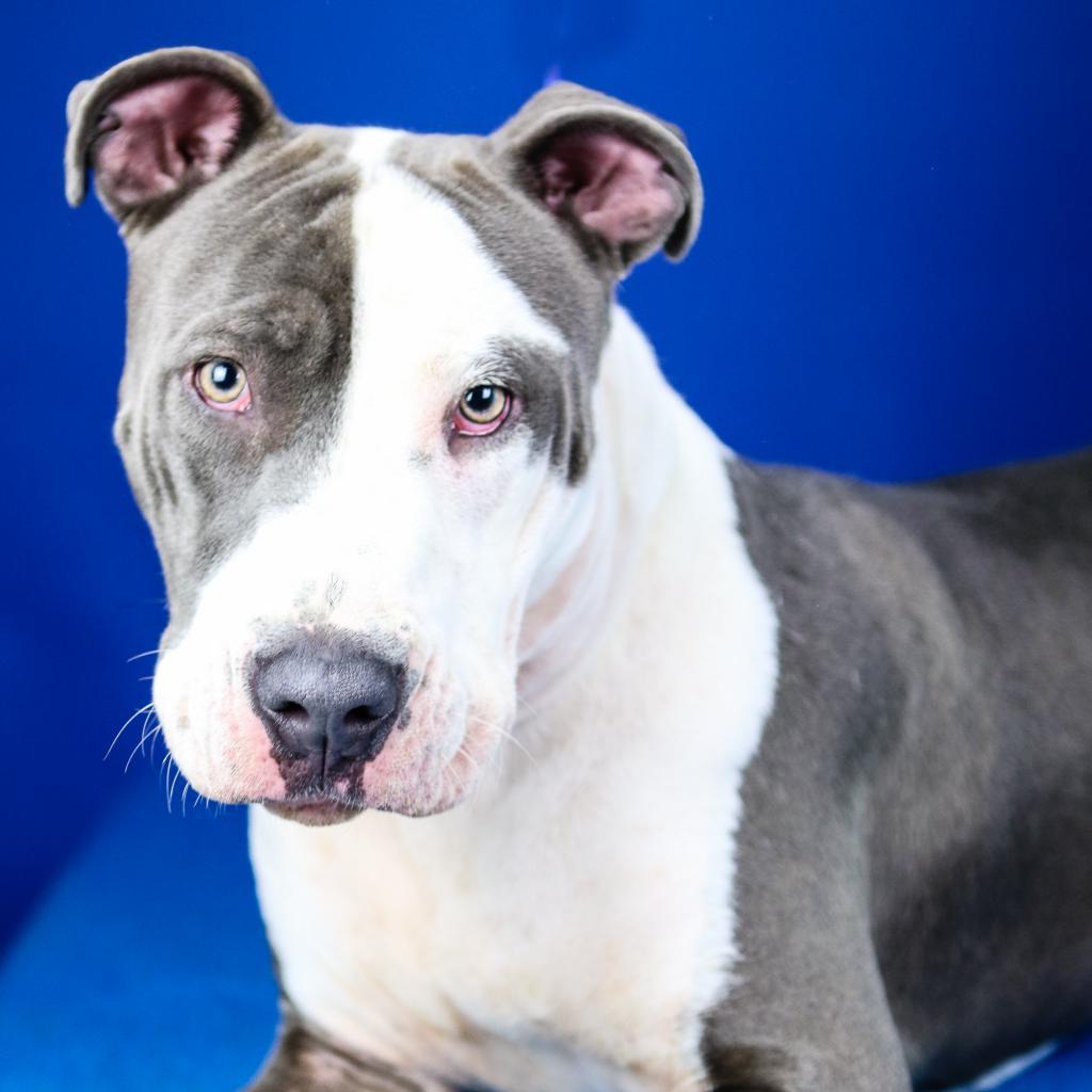 Enlarge Petey 022704U-2, a Adoptable mixed breed in Tupelo, MS image 2/2