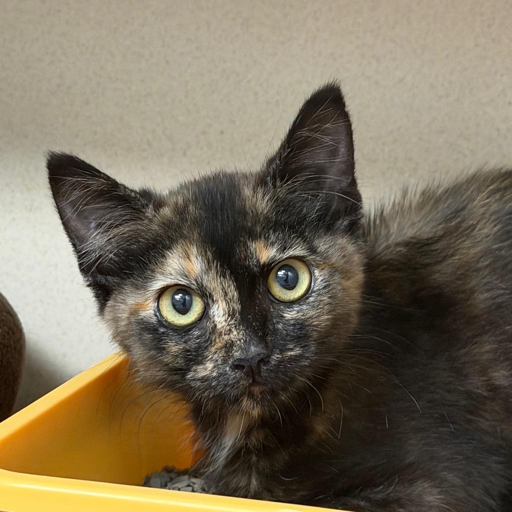Enlarge Riven, a Adoptable Domestic Short Hair in Durango, CO image 1/1