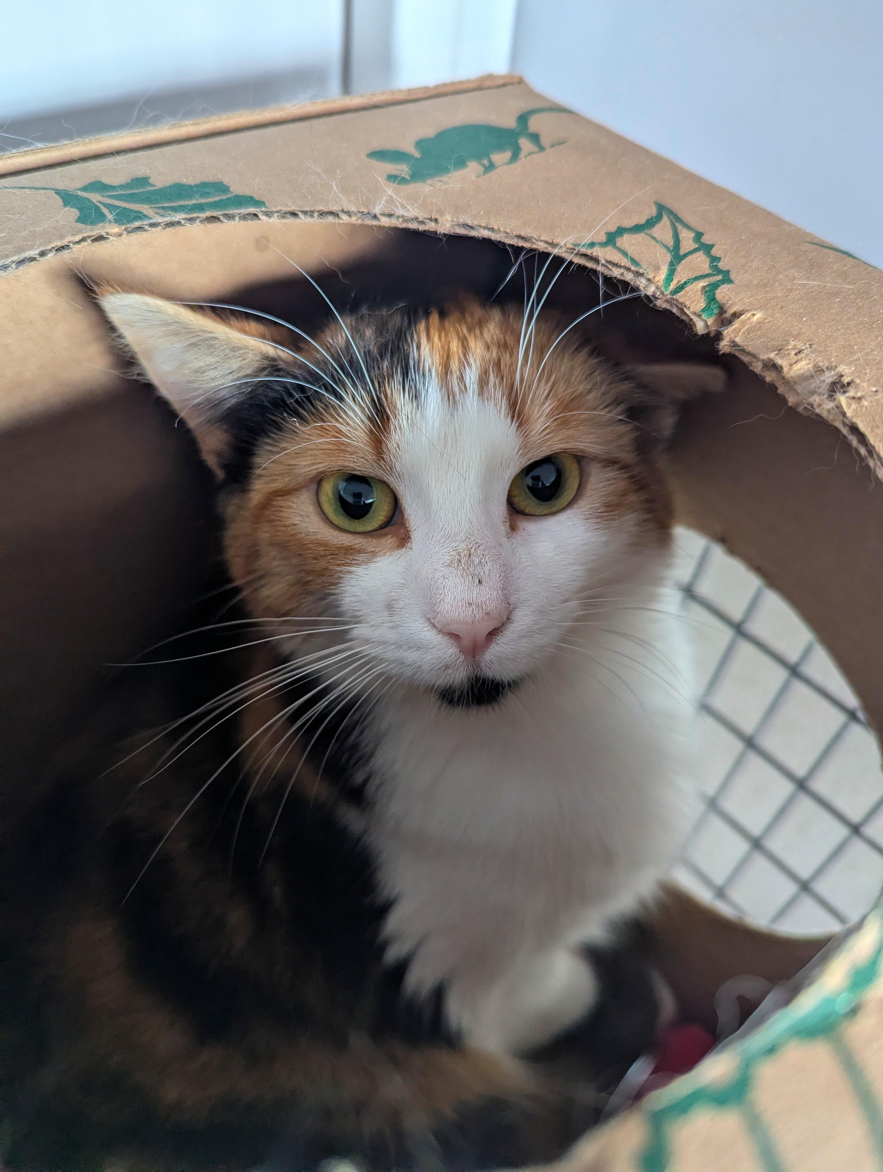 Enlarge Echo (Working Cat), a Adoptable Domestic Short Hair in Oconto, WI image 2/2