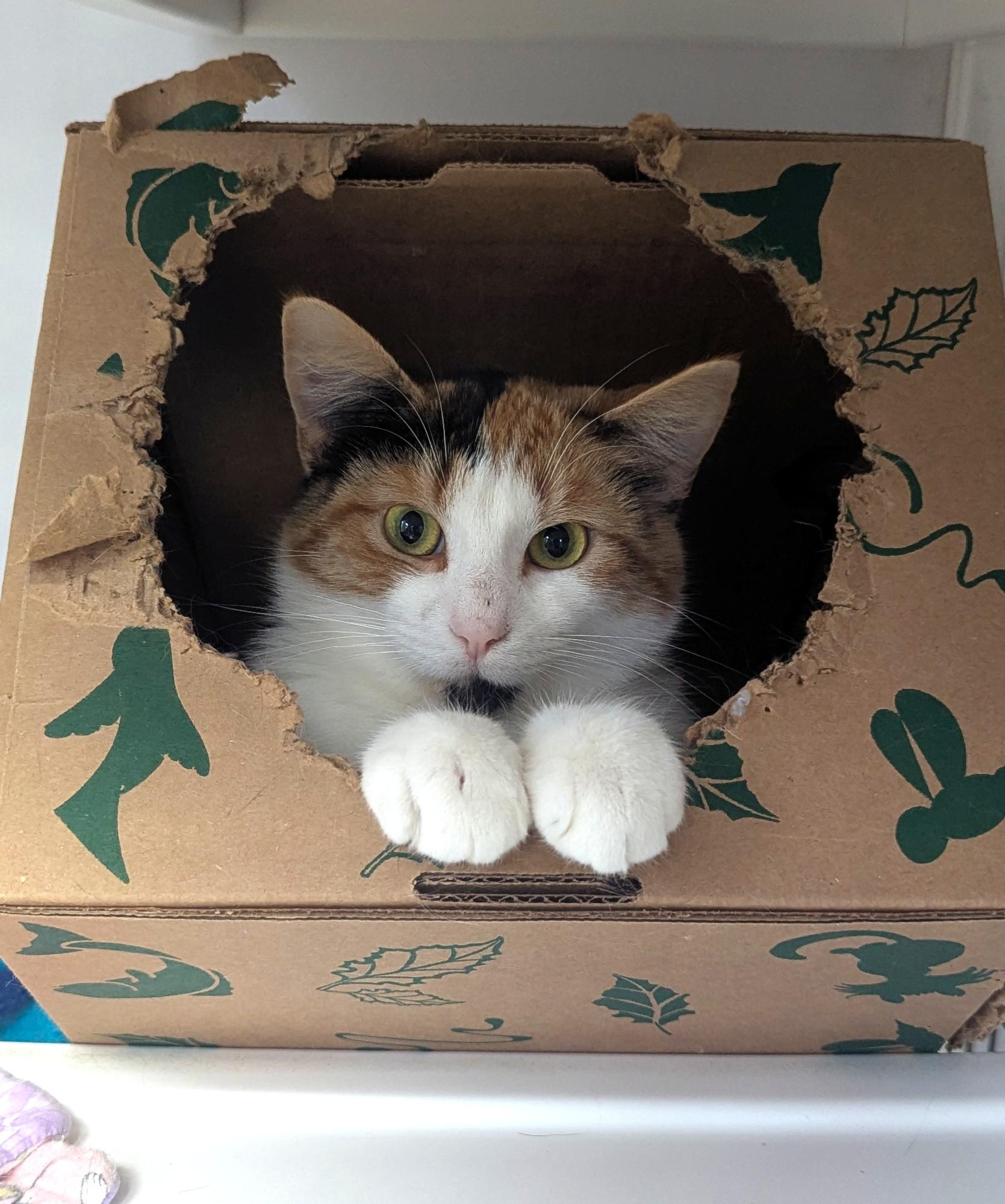 Echo (Working Cat), Adoptable, Adult Female Domestic Short Hair.