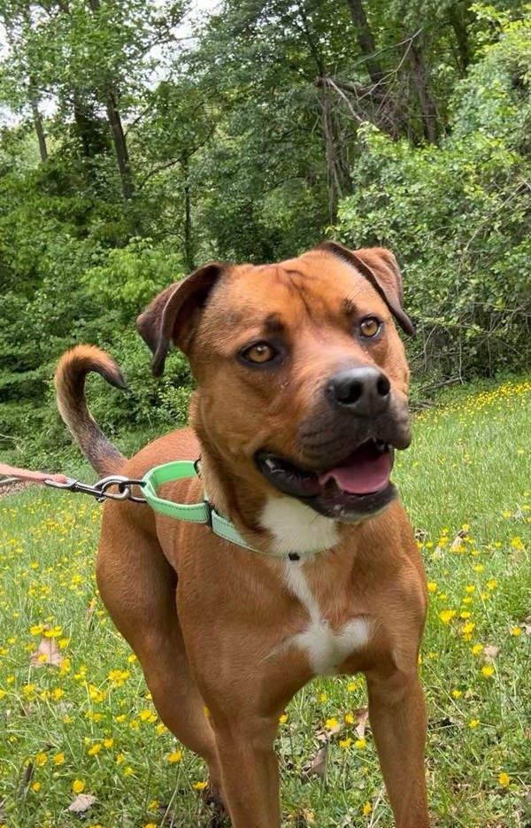 Hyde, Adoptable, Adult Male Mountain Cur & Pit Bull Terrier.