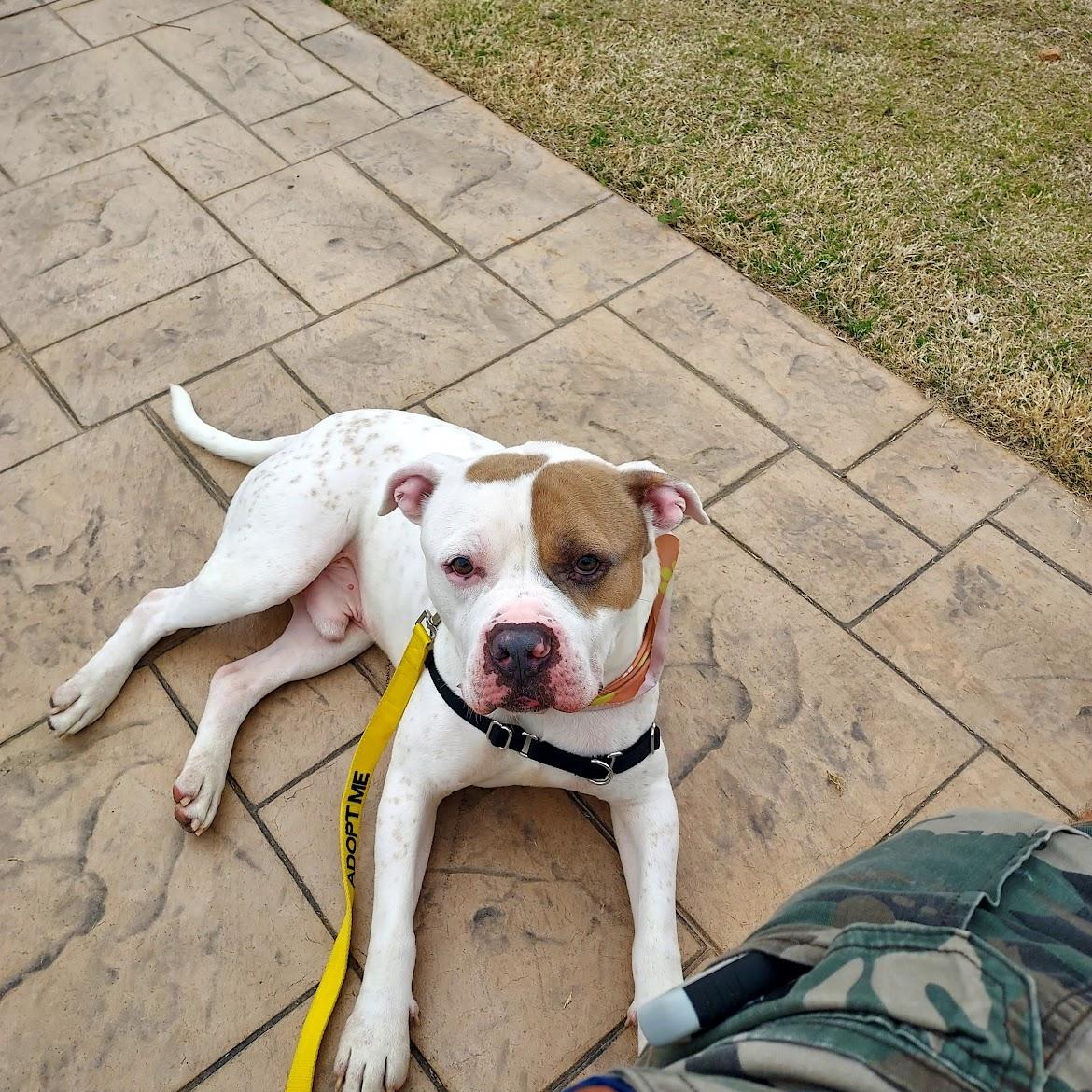 Enlarge Mitch, a ADOPTABLE mixed breed in Charlotte, NC image 4/6