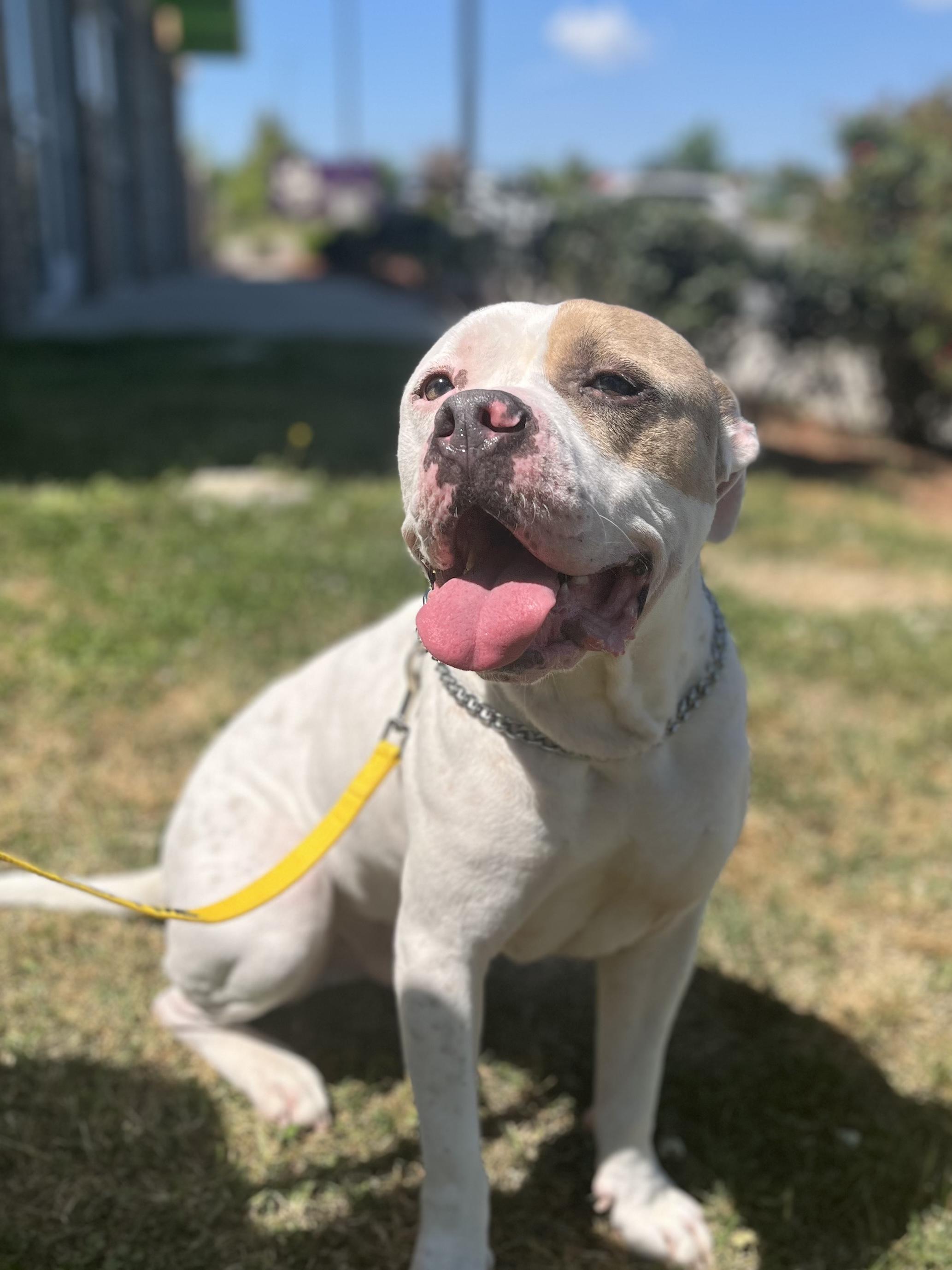 Enlarge Mitch, a ADOPTABLE mixed breed in Charlotte, NC image 5/6