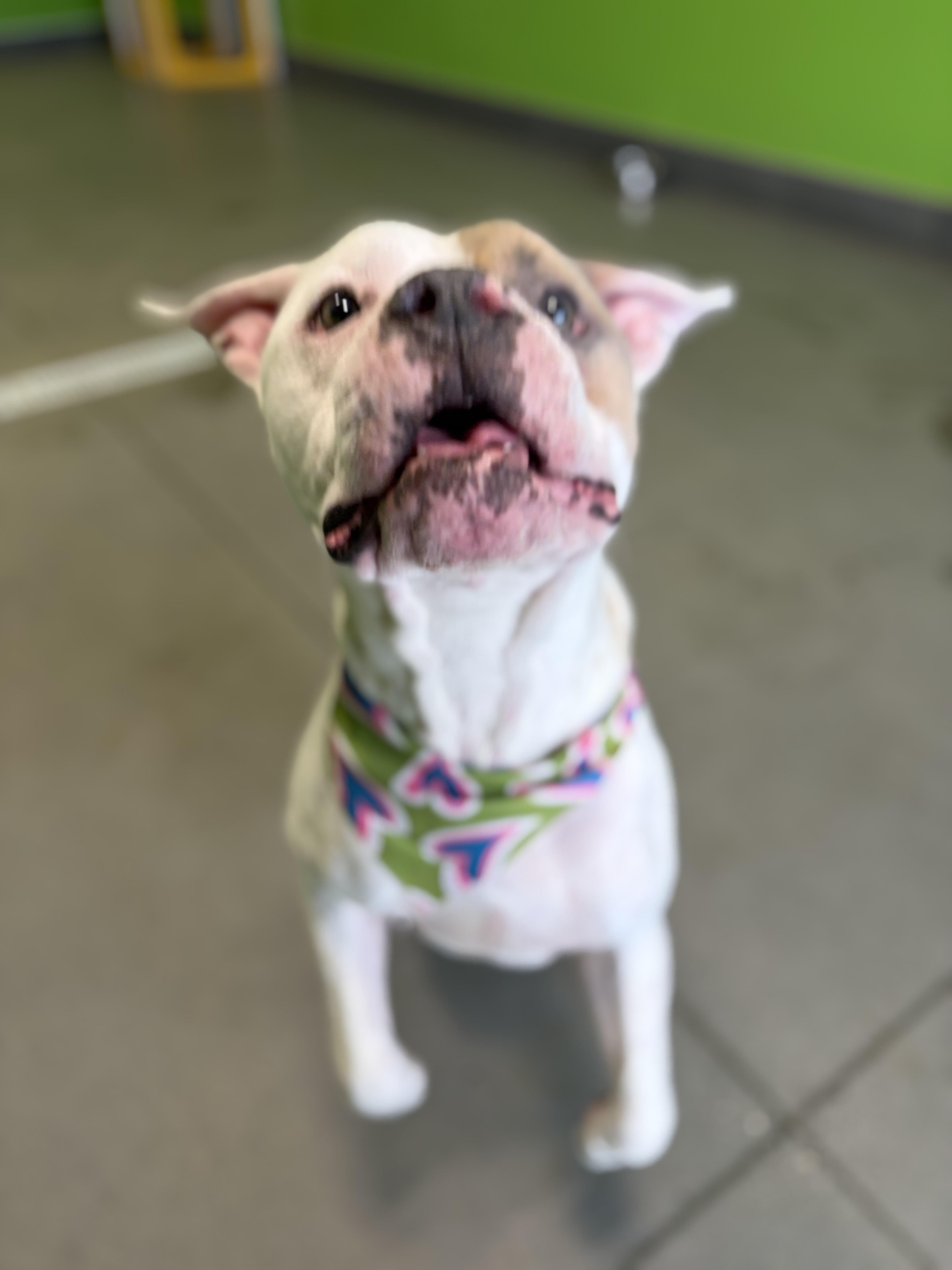 Enlarge Mitch, a ADOPTABLE mixed breed in Charlotte, NC image 2/6