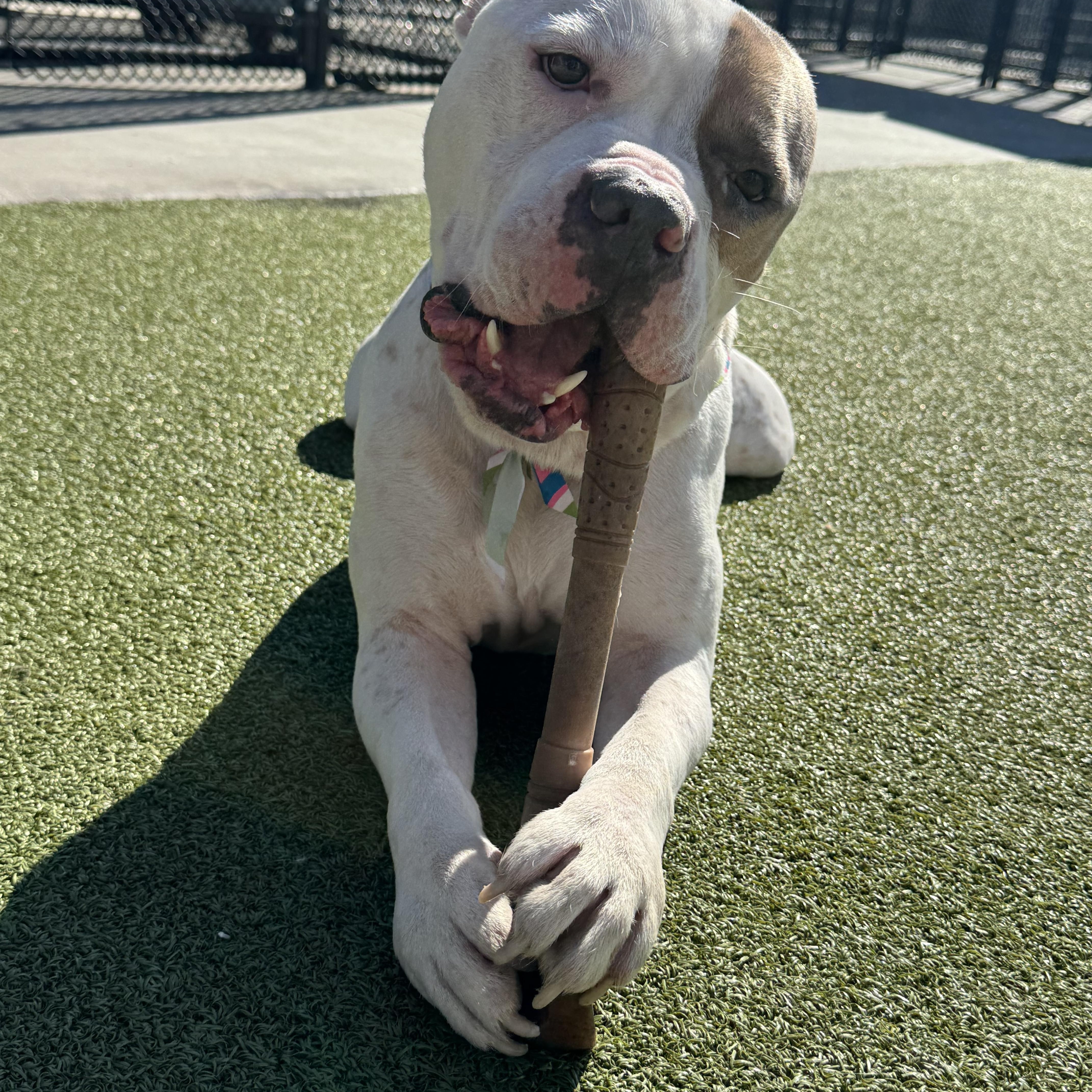 Enlarge Mitch, a ADOPTABLE mixed breed in Charlotte, NC image 5/6