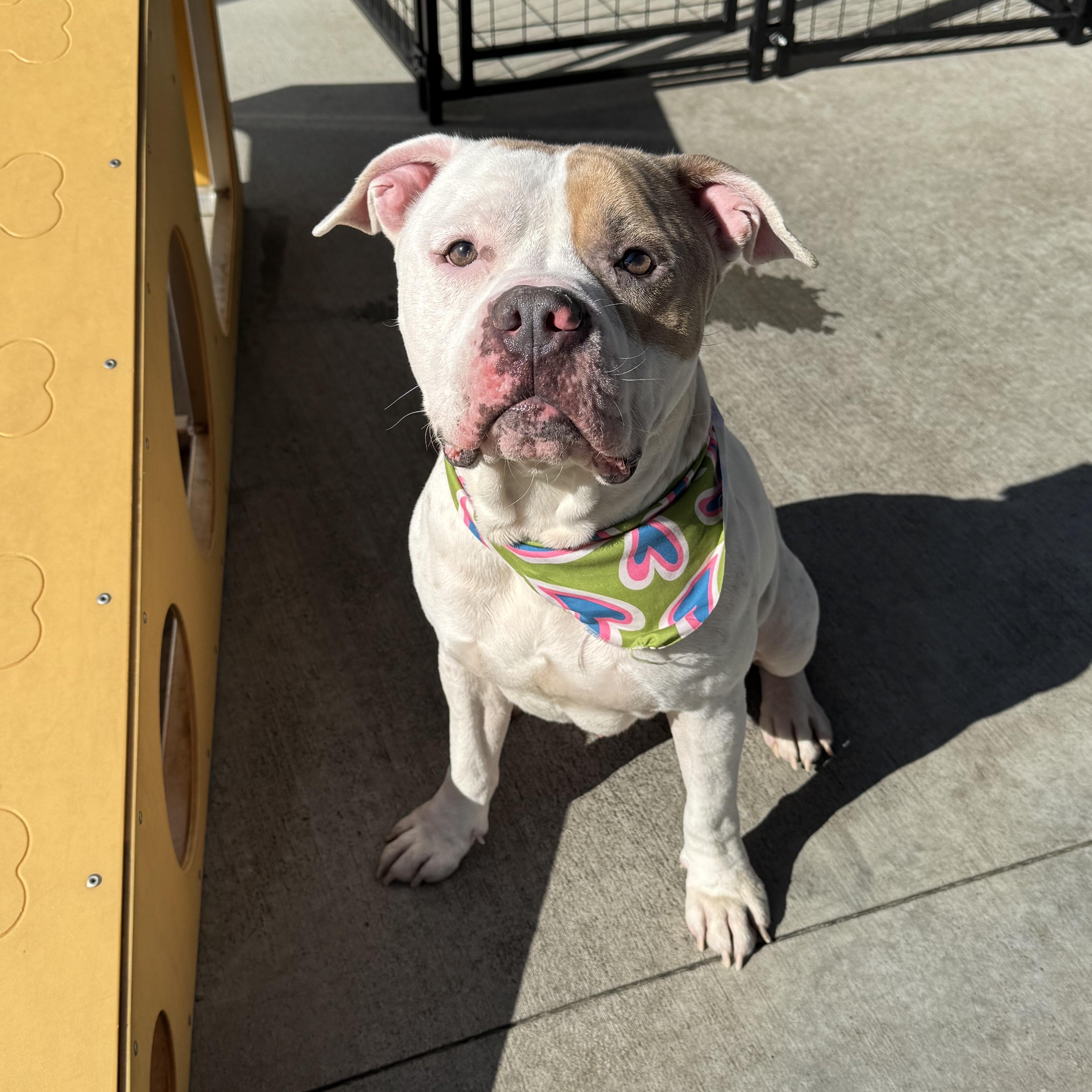 Mitch, ADOPTABLE, Young Male American Bully & Staffordshire Bull Terrier.