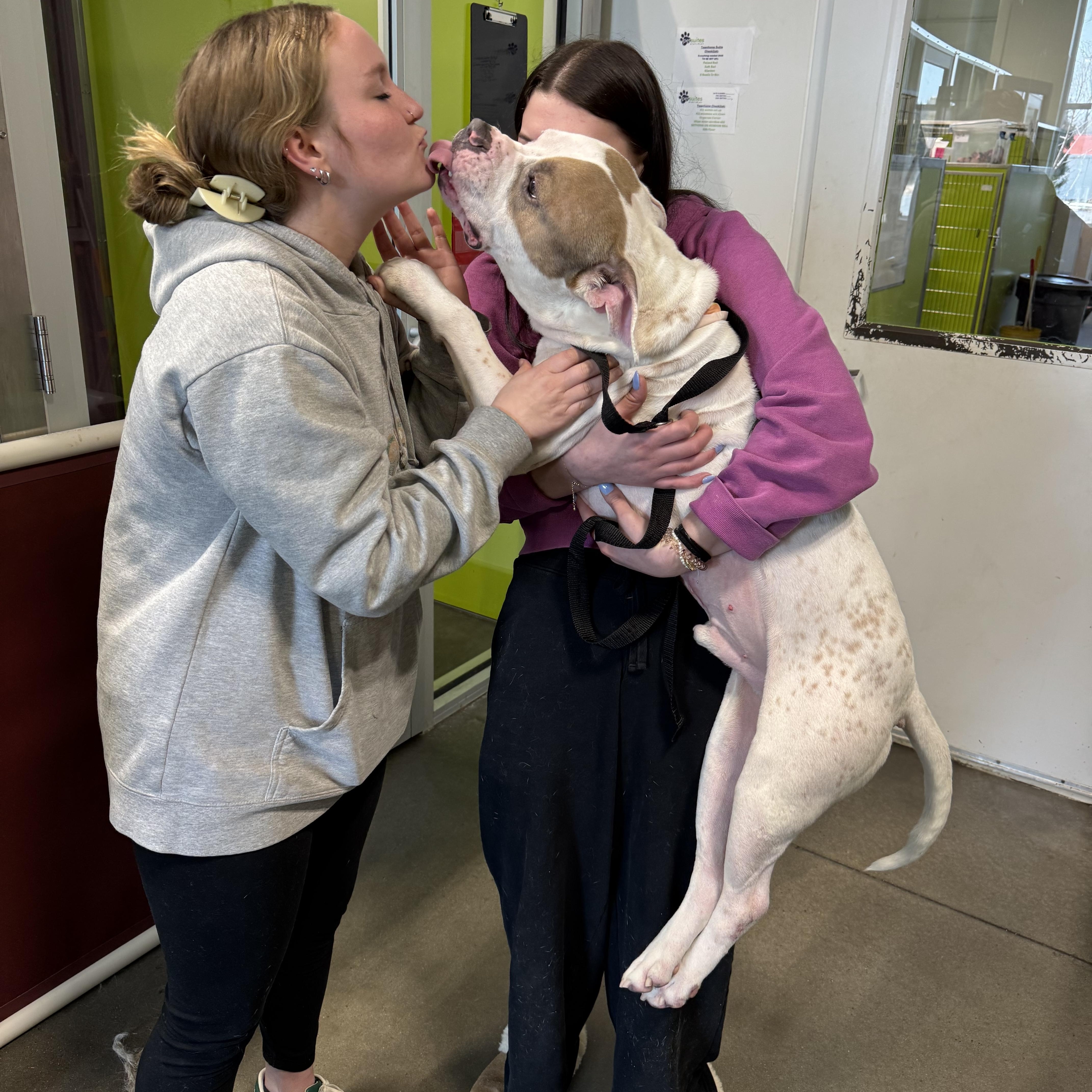 Enlarge Mitch, a ADOPTABLE mixed breed in Charlotte, NC image 6/6